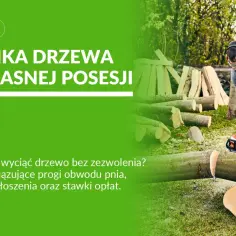 Mężczyzna w ochronnym ubraniu wykonuje wycinkę drzewa na własnej posesji, używając piły łańcuchowej.